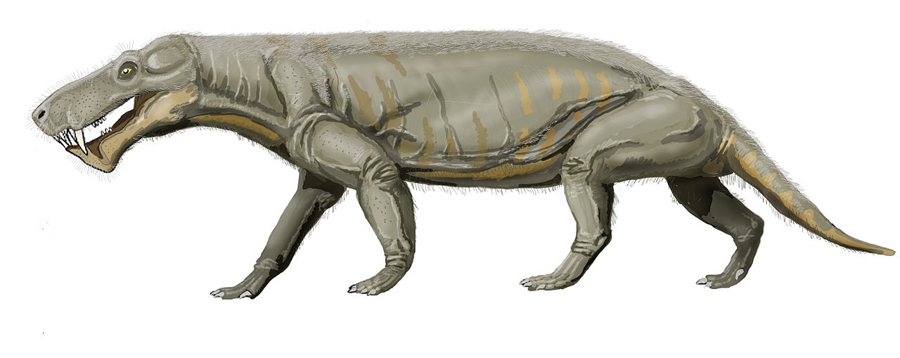 1280px-Gorgonops_whaitsii1