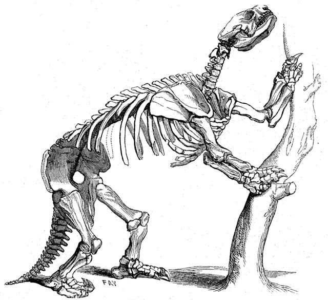 640px-Large_holland_Glossotherium