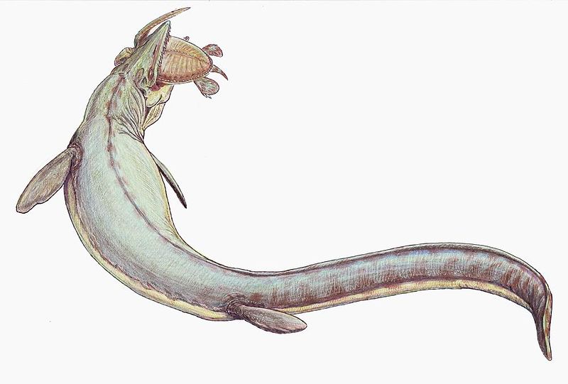800px-Mosasaurus_21copy
