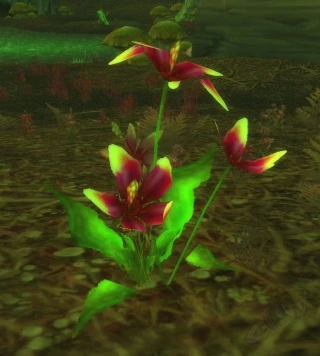 songflower-sod