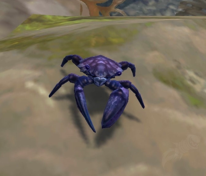 crabe-de-saphir