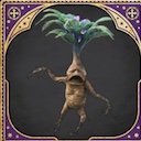 mandragore