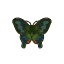 Papilio bianor