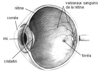 Coupe_oeil