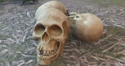 skull