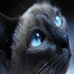 Avatar MrBox16