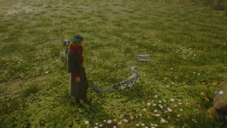 Hogwarts Legacy : Jobarbille, où et comment en capturer ?