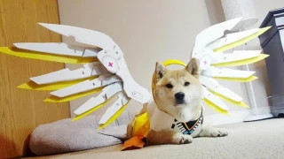 Overwatch fête l'année du Chien en lançant le Puppy Rumble sur Twitch !