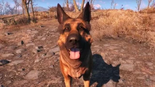 Fallout 76 : Les animaux de compagnie bientôt disponibles