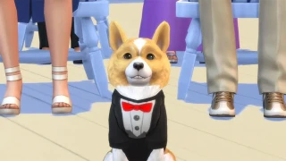Un premier trailer pour les Sims 4 Chiens et Chats