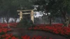 Illustration - Le sanctuaire japonais rendu célèbre par Ghost of Tsushima interdit les touristes après « un acte de manque de respect impardonnable »