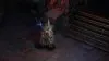 Illustration - Path of Exile 2 simplifie enfin la gestion de ses builds