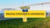 Pokémon GO : Pikachu shiny & chromatiques, costumes, apparences et éditions spéciales