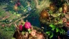 Lost Ark : Quel est le niveau maximum ?