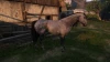 Kingdom Come: Deliverance 2 cheval : Comment obtenir son premier cheval ?