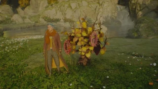 Hogwarts Legacy : Liste de toutes les plantes de combat à obtenir