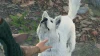 Baldur's Gate 3 : Où trouver le chien Gratouille et comment l'inviter à rejoindre votre camp ?