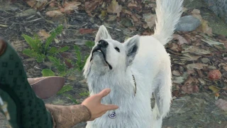 Baldur's Gate 3 : Où trouver le chien Gratouille et comment l'inviter à rejoindre votre camp ?
