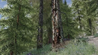 Ever Tree Different, le mod Skyrim inspiré de photos de la vraie vie !