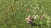 Enshrouded : La résine, comment en obtenir ?