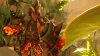 Illustration - Grounded 2 annonce son portage PS5 et une nouvelle mise à jour avec une date