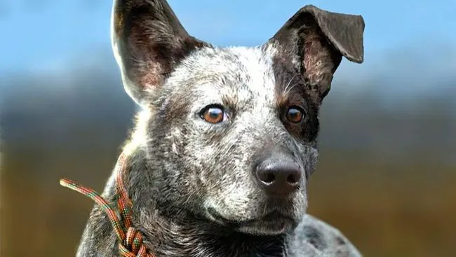 Une nouvelle vidéo de Far Cry 5 consacrée à Boomer !